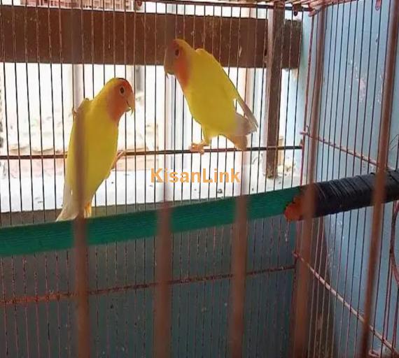 lutino love birds bereedar pair 3 pair hai 1 female hai