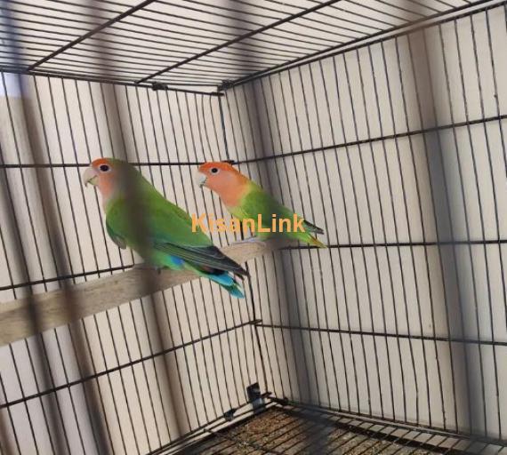 4 pairs of Love Birds with Proper 4 portion Cage and 2 breeding