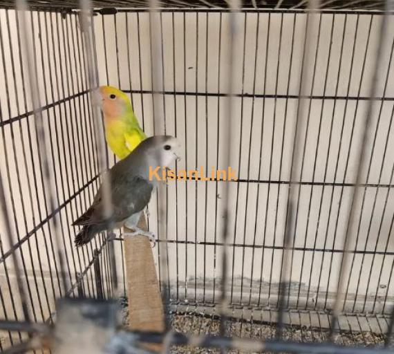 4 pairs of Love Birds with Proper 4 portion Cage and 2 breeding