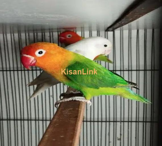 Love Birds Available Ready to breed Pair and Pieces
