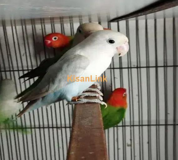 Love Birds Available Ready to breed Pair and Pieces