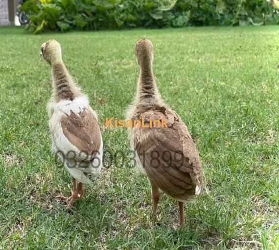 peacock Chicks Available for Sale | موروں کے بچے برائے فروخت