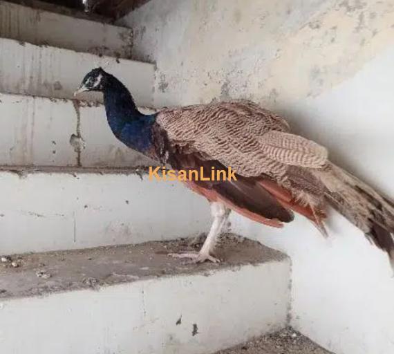 Blue shoulder male Peacock