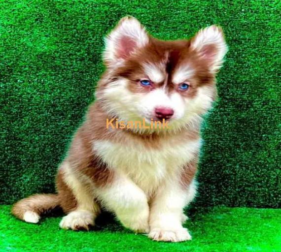 HIGH QUAKITY SIBIREAN HUSKY PUPPY FOR SALE