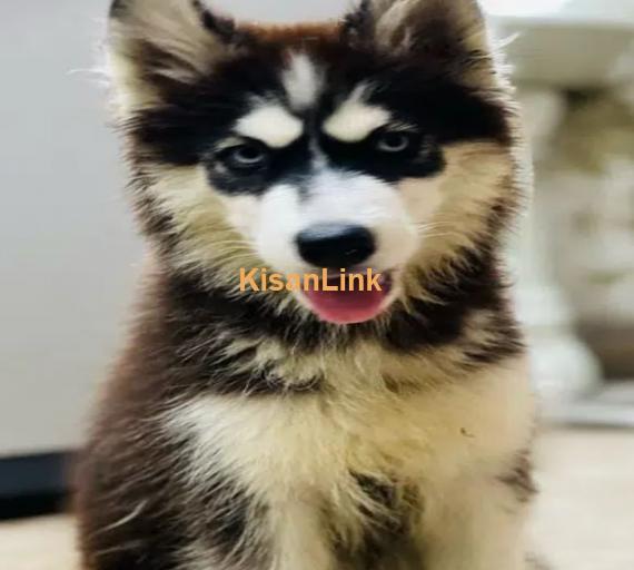 For Sale: Two Adorable Husky Puppies