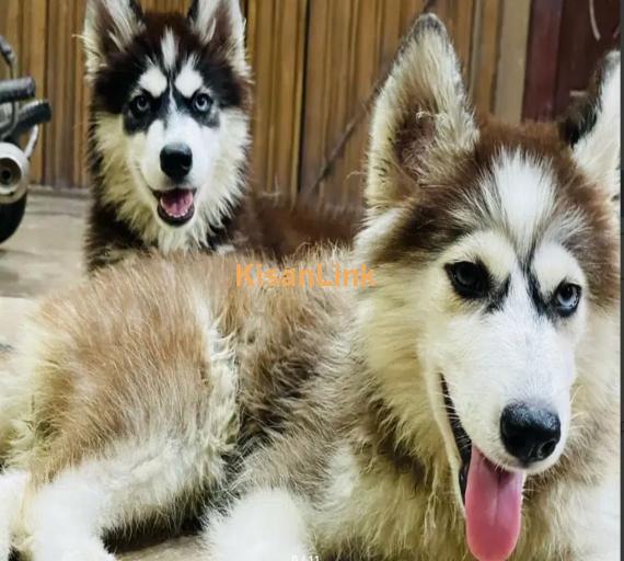 For Sale: Two Adorable Husky Puppies