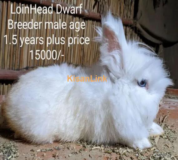 Hotot Dwarf female bunny fancy rabbit extreme Quality Father imported