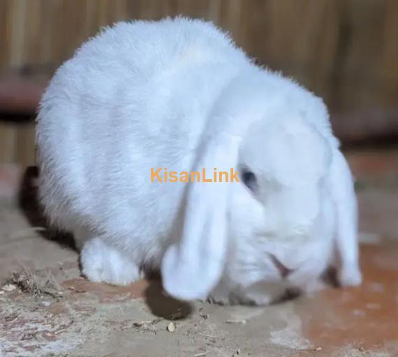 Hotot Dwarf female bunny fancy rabbit extreme Quality Father imported