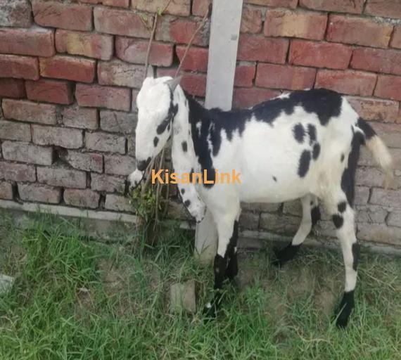 Goats/Sheeps/kids per kg 1050/ For sale 03225535125