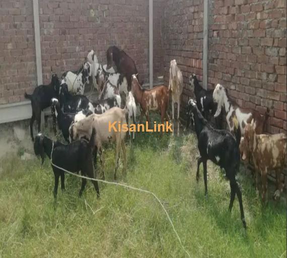 Goats/Sheeps/kids per kg 1050/ For sale 03225535125