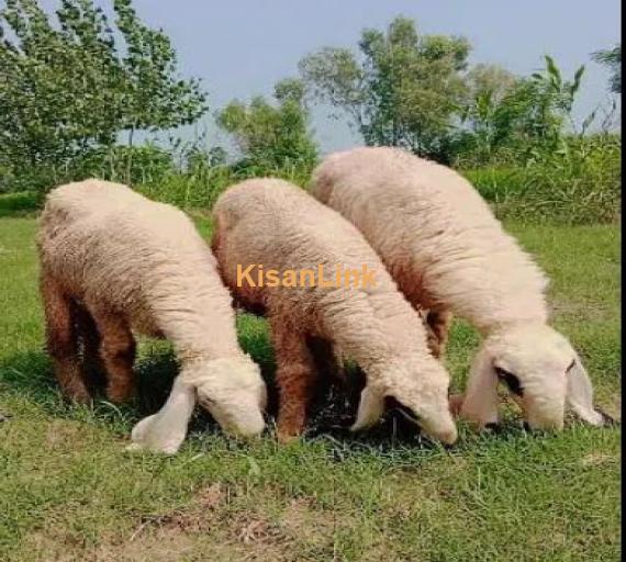 sheep / kejili sheep / Goat for sale)