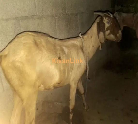 Bakri and sheep for Sale
