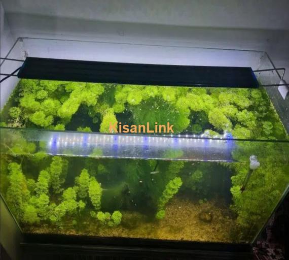 planted aquarium for sale healthy plant 3 fish be Hai