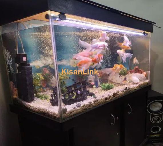 Fish Aquarium 2 X 3ft Complete Setup