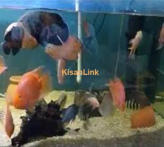 different fishes in different size & 5ft & 4ft setup for sale