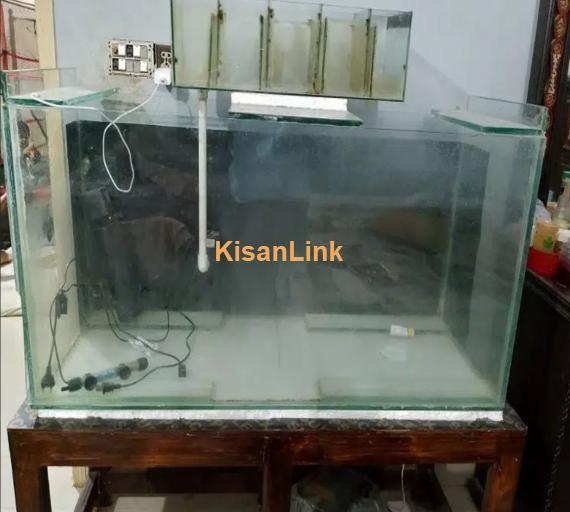 different fishes in different size & 5ft & 4ft setup for sale