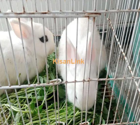 Hotot Dwarf two Female Rabbits 1 Year age and 6 month age