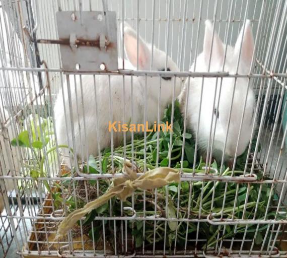 Hotot Dwarf two Female Rabbits 1 Year age and 6 month age