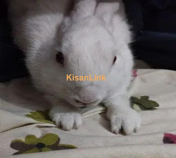 rabbits for sale