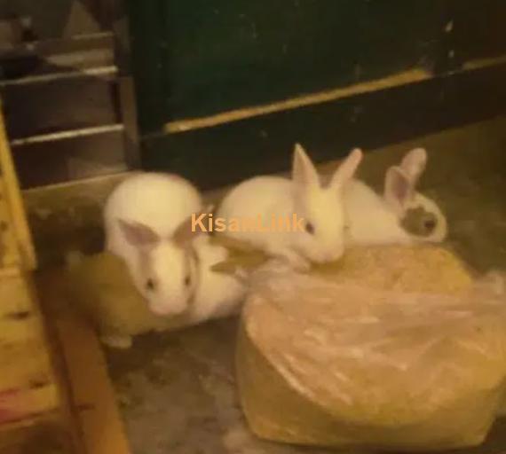 Original Red eyes Rabbits breeders available