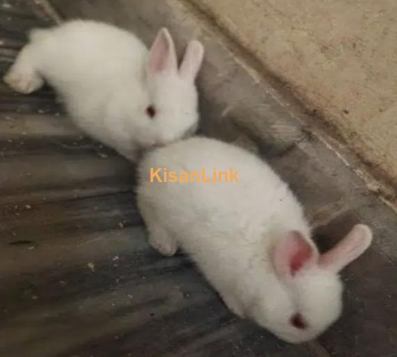 Original Red eyes Rabbits breeders available