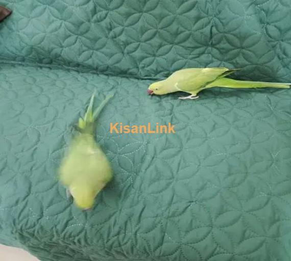 Two parrots hand tamed for sale