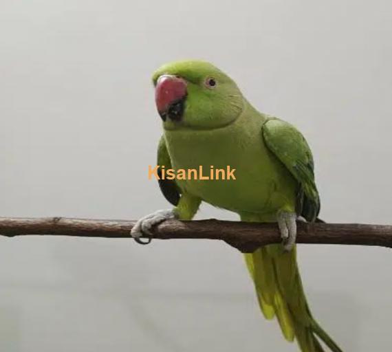 Two parrots hand tamed for sale