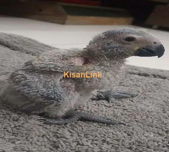 Congo size Grey parrot chick available Karachi breed