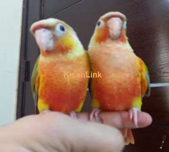 tammed high red pinapple conure parrots
