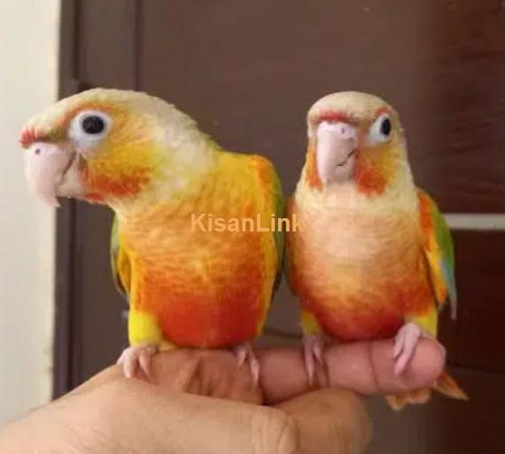 tammed high red pinapple conure parrots