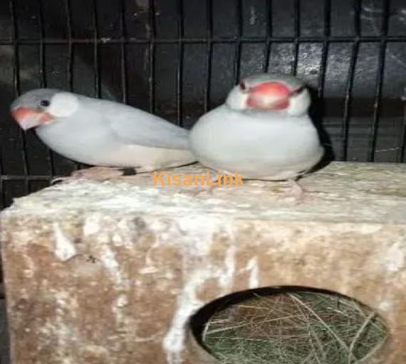 silver java breeder pair for sale