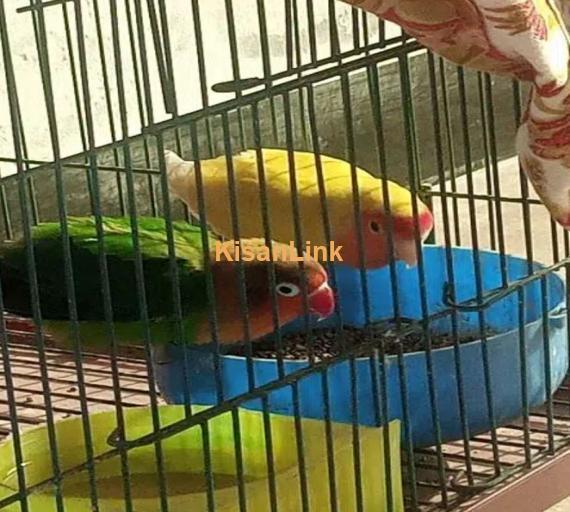 love birds parrot