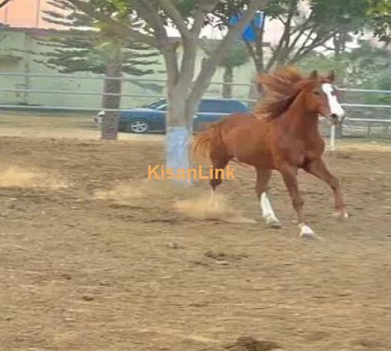 ARABIC BLOODINE HORSE KAKA PANCH KALYAN GHORA FOR SALE