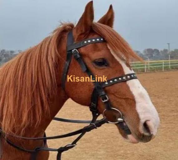 ARABIC BLOODINE HORSE KAKA PANCH KALYAN GHORA FOR SALE