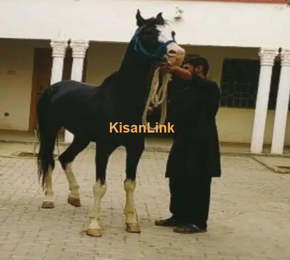 Horse/Desi ghora for sale