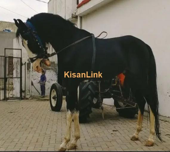 Horse/Desi ghora for sale