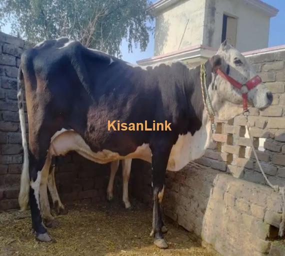 Frizan Cow | Cholistani Cow For Sale