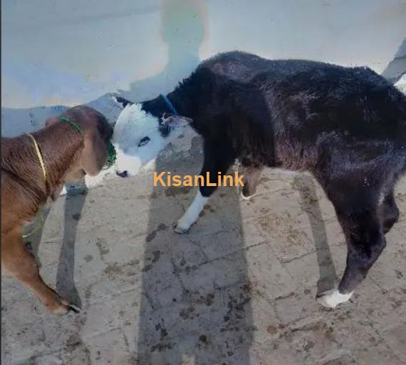 Frizan Cow | Cholistani Cow For Sale