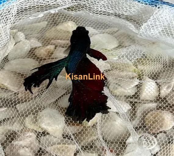 Betta Fighter fish available with home delivery in islamabad via bykea