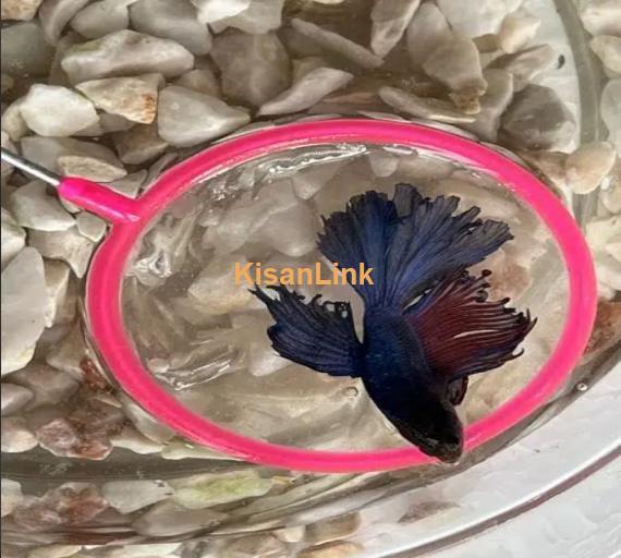 Betta Fighter fish available with home delivery in islamabad via bykea