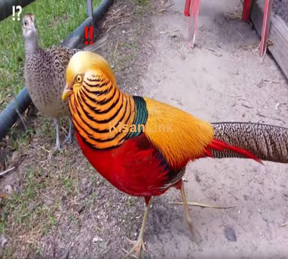 Red golden pheasant and yellow golden pheasant chicks