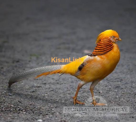 Red golden pheasant and yellow golden pheasant chicks