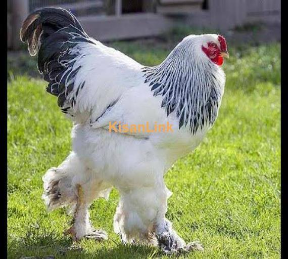 Light brahma and golden Partridge brahma chicks