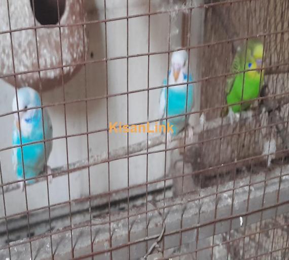 Austrailian Parrots