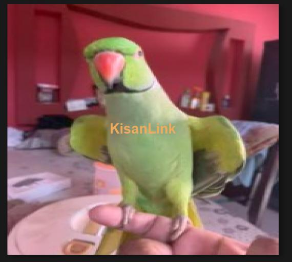 Green Parrot Green Neck