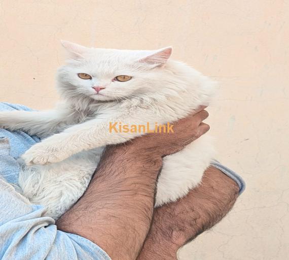 Full White Persian Cats Couple