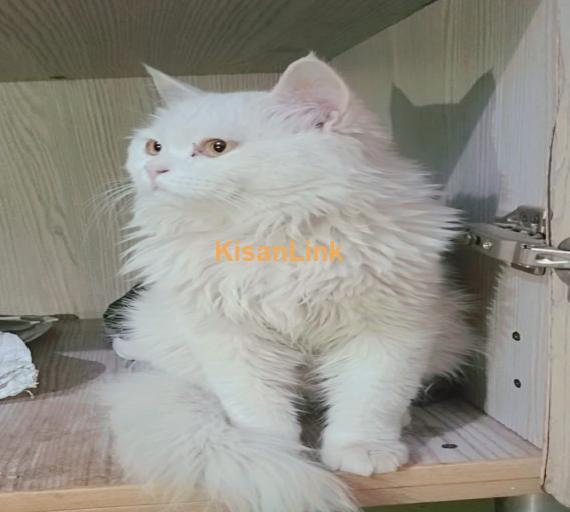 Full White Persian Cats Couple