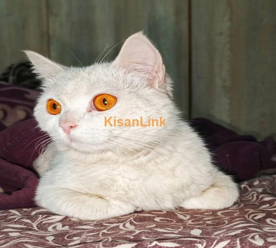 Full White Persian Cats Couple