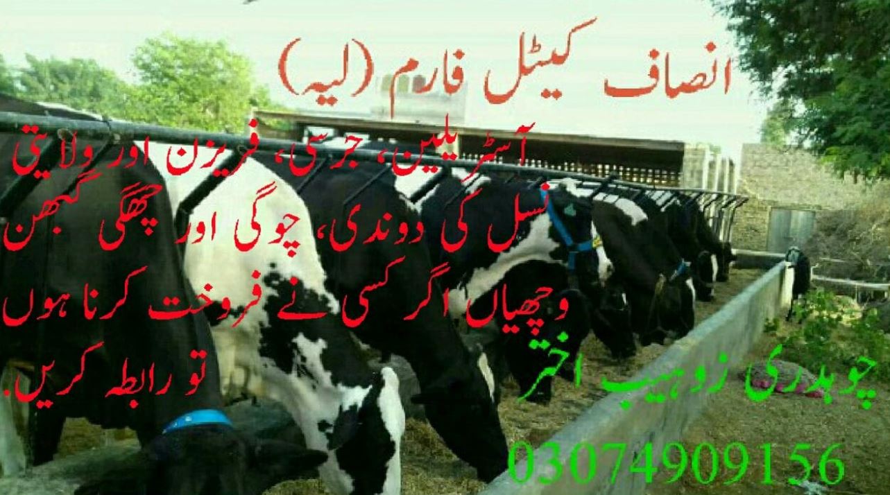 Interested to Purchase Cows