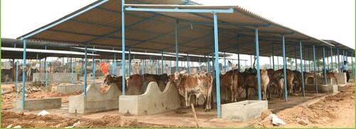 We offer construction of all types dairy shed